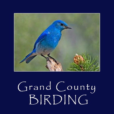 Grand County Birding